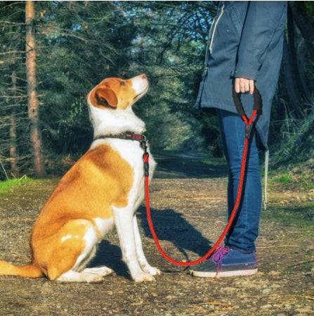 Guinzaglio per cani riflettente Corda per guinzaglio per cani da compagnia in nylon per cani di taglia piccola, media e grande