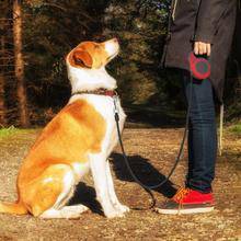 Corda di trazione telescopica automatica per animali domestici